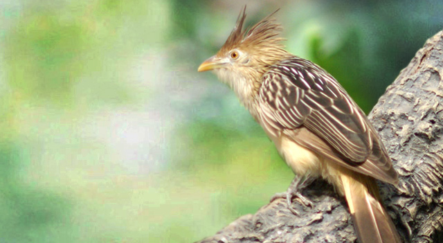 cuckoo-bird-sitting-on-wood