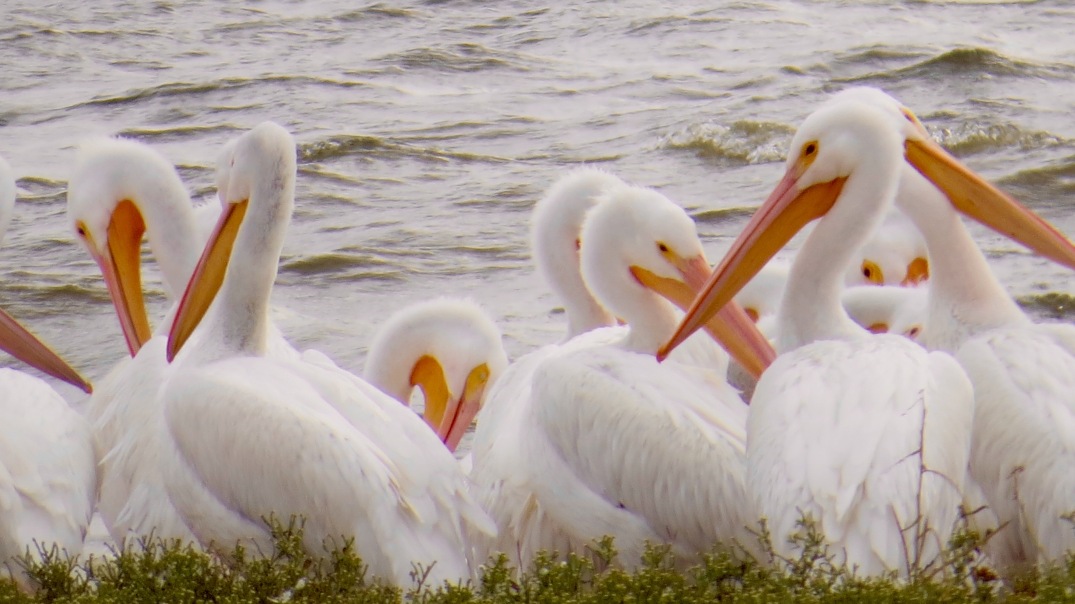white pelicans