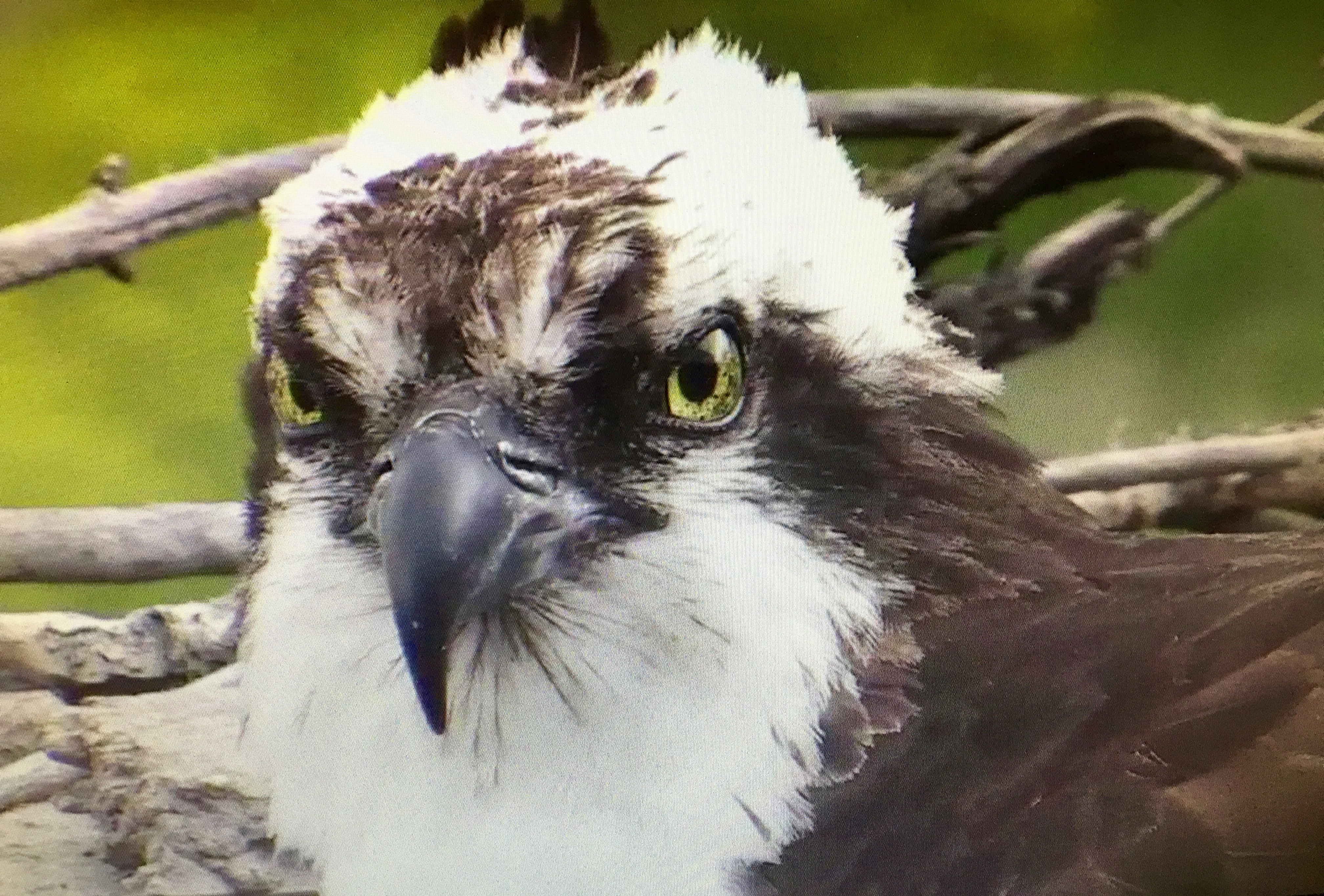 osprey